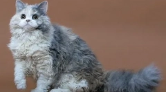 Селкирк рекс - раса на мачки со карактер на волна и јагне